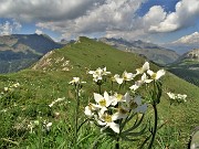 59 Anemonastrum narcissiflorum (anemone narcissino) con vista verso il Monte Vetro